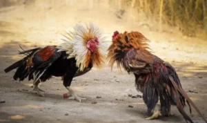 Đá Gà Sabong Tại BJ66